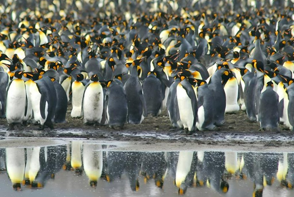 King Penguin colonies